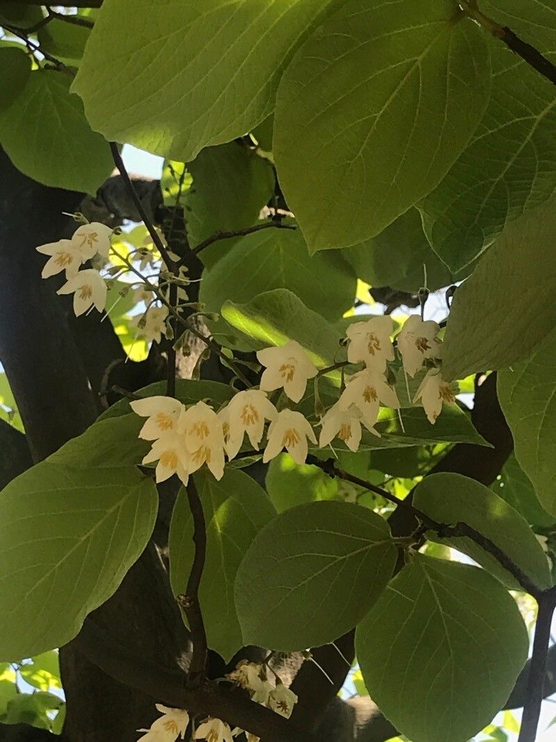 Styrax obassia (fragrant snowbell) (alternate view 11)
