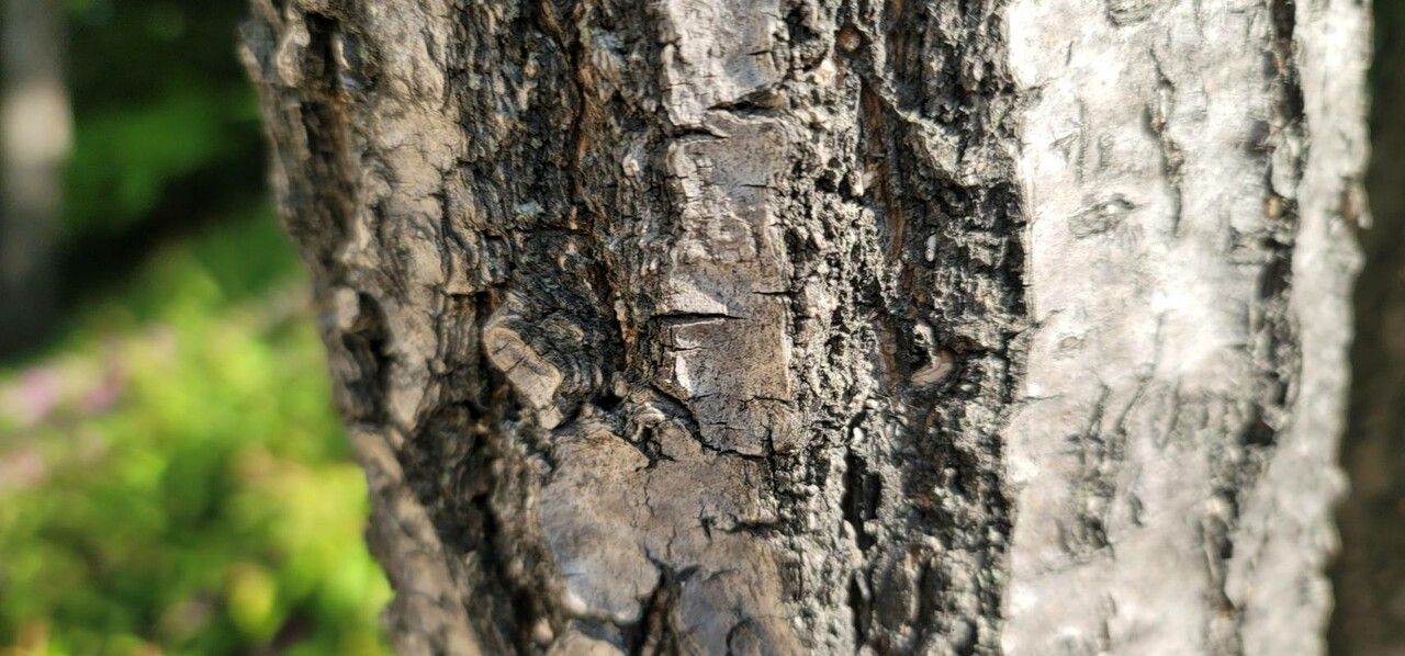 Chionanthus retusus (Chinese Fringetree) (alternate view 13)