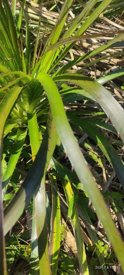 Eryngium agavifolium (Agave-leaved Sea Holly) (alternate view 12)