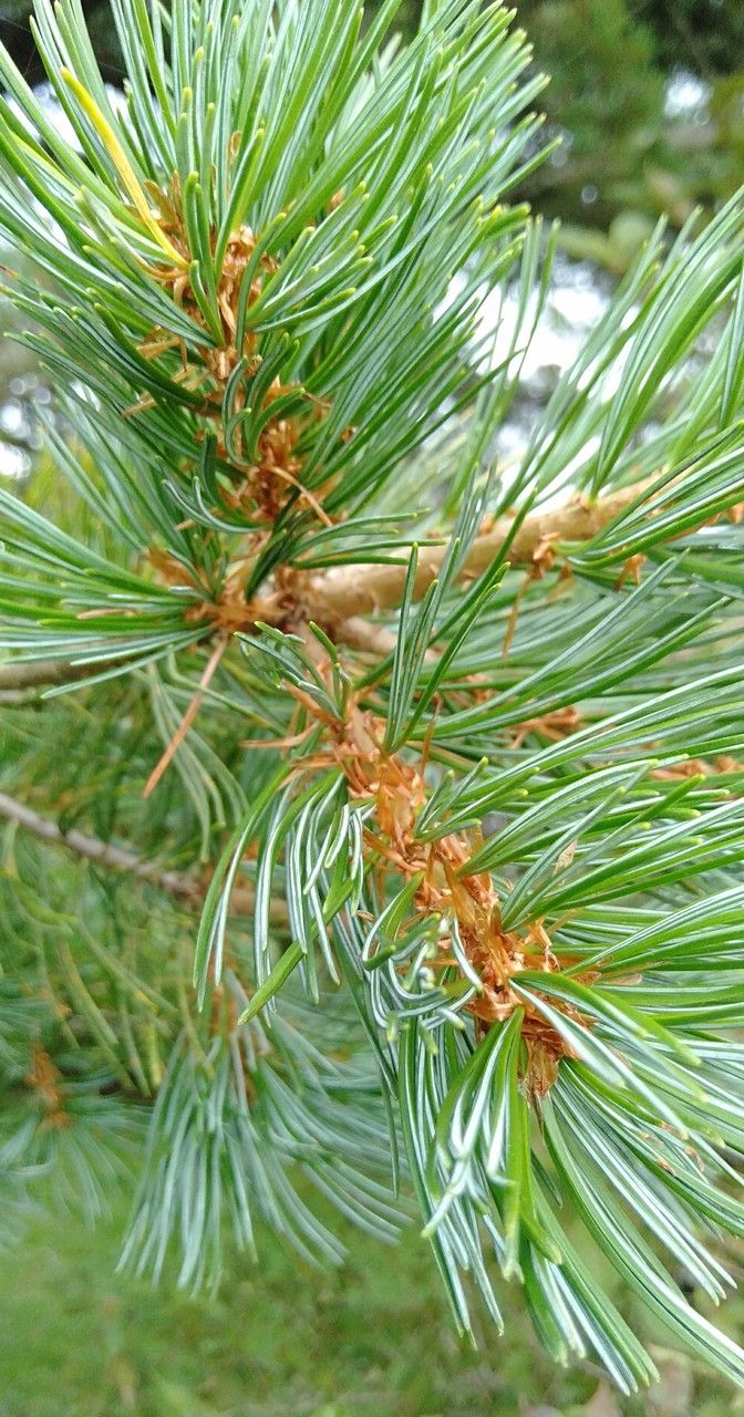 Pinus parviflora (Japanese White Pine)