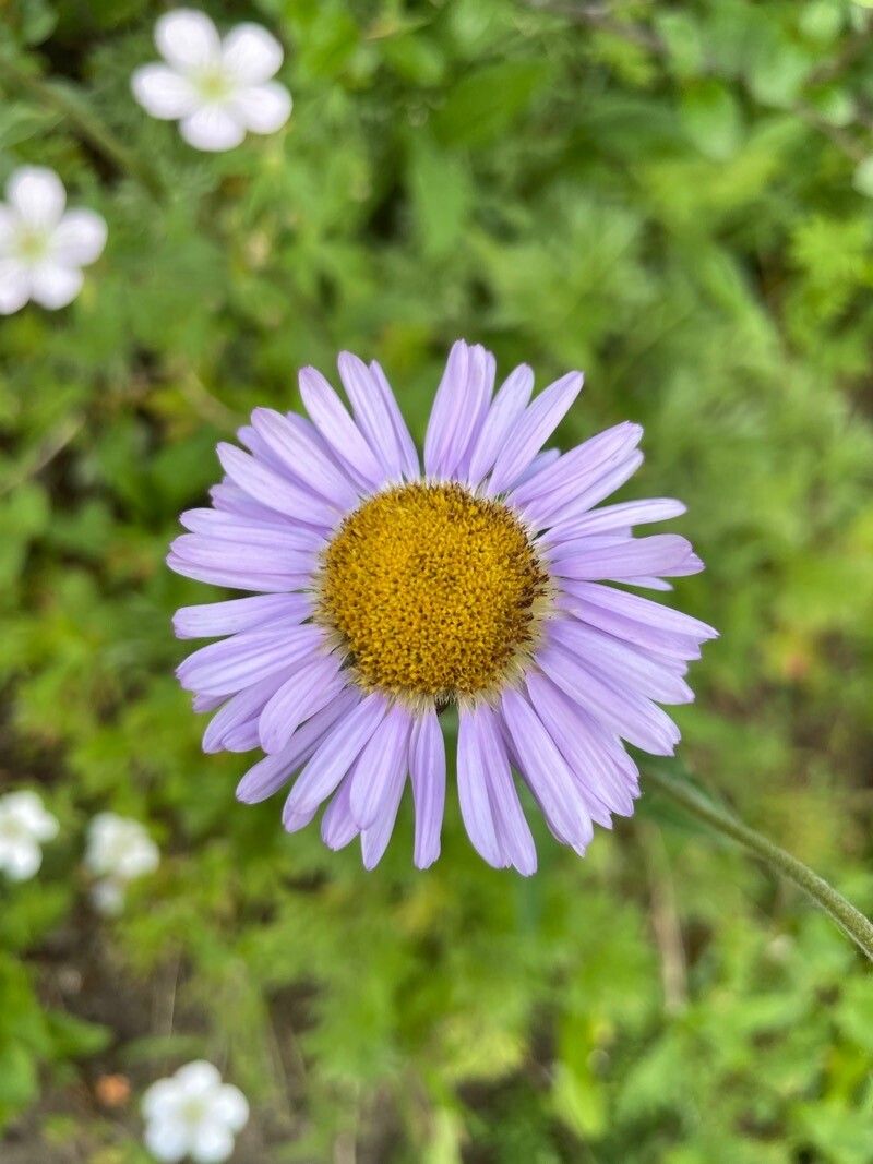Erigeron peregrinus (Wandering Fleabane)
