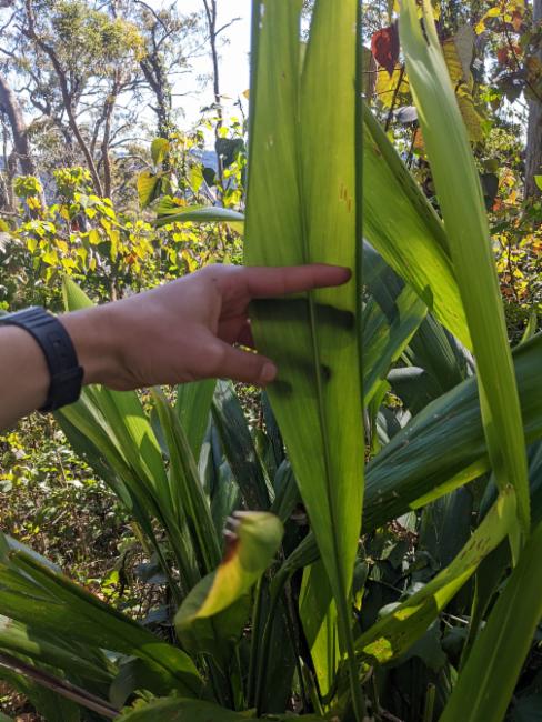 Cordyline petiolaris (Broad leaved Palm Lily) (alternate view 13)
