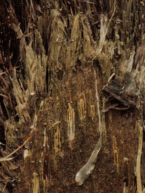Cyathea cooperi, Lacy tree fern — upright evergreen (Cyatheaceae) (image 1 of 5)