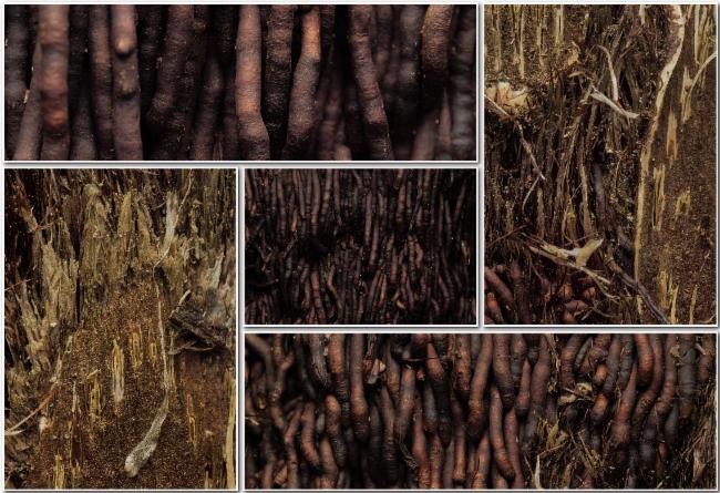 Cyathea cooperi, Lacy tree fern — upright evergreen (Cyatheaceae) (image 2 of 5)