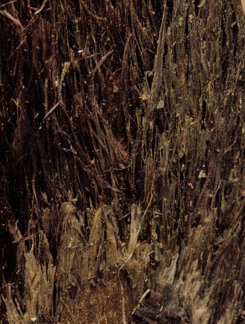 Cyathea cooperi, Lacy tree fern — upright evergreen (Cyatheaceae) (image 5 of 5)