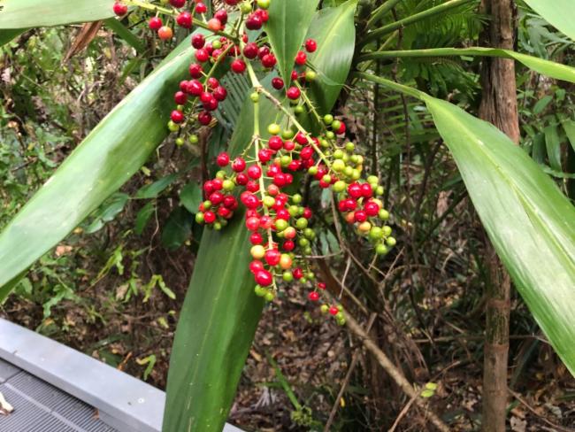 Cordyline petiolaris (Broad leaved Palm Lily) (alternate view 12)