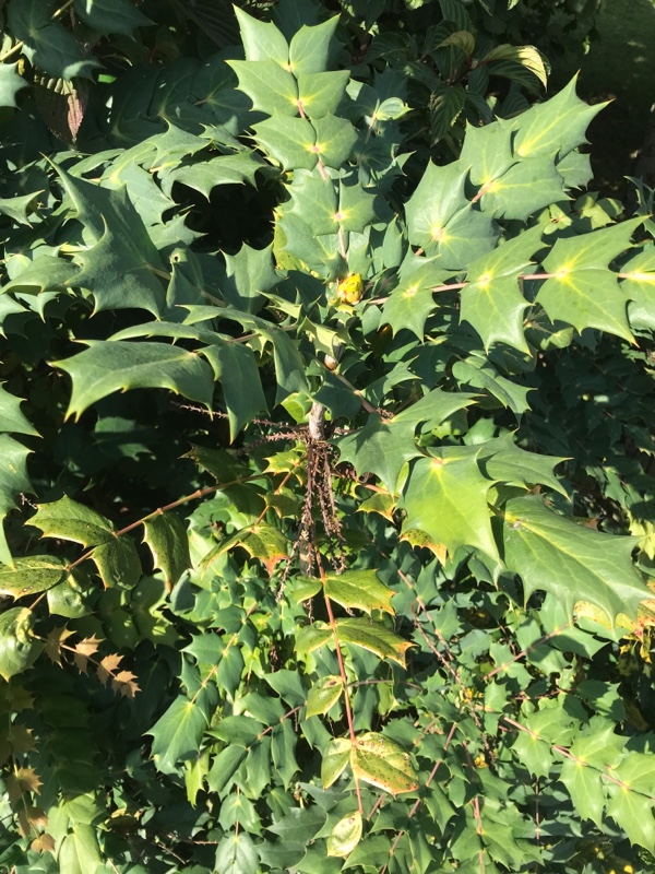 Mahonia japonica, Japanese mahonia — upright evergreen (Berberidaceae) (image 6 of 7)