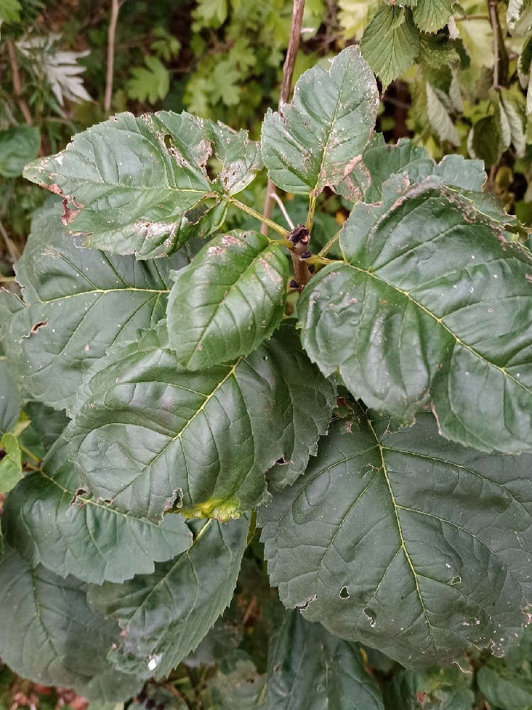 Fraxinus excelsior f. diversiflora (One-leaved Ash)