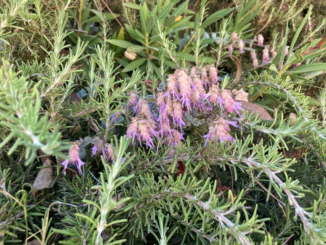 Origanum dictamnus (dittany of Crete)