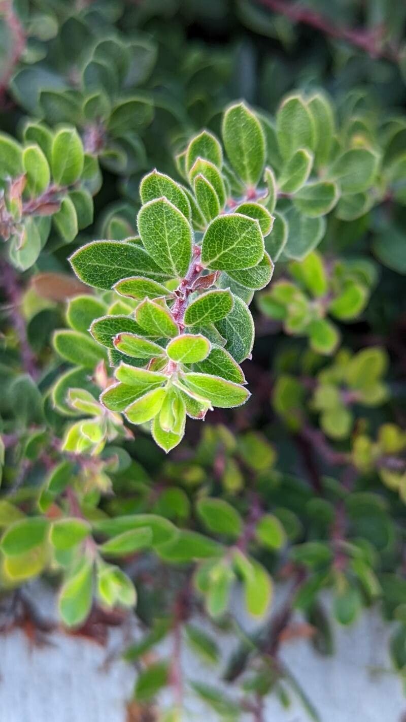 Arctostaphylos edmundsii (Pacific Mist Manzanita) (alternate view 2)