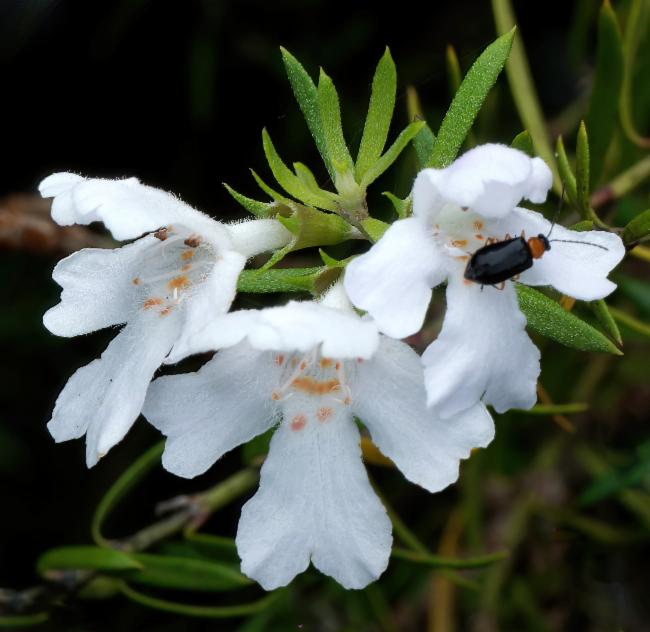 Westringia longifolia (alternate view 3)
