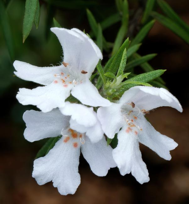 Westringia longifolia