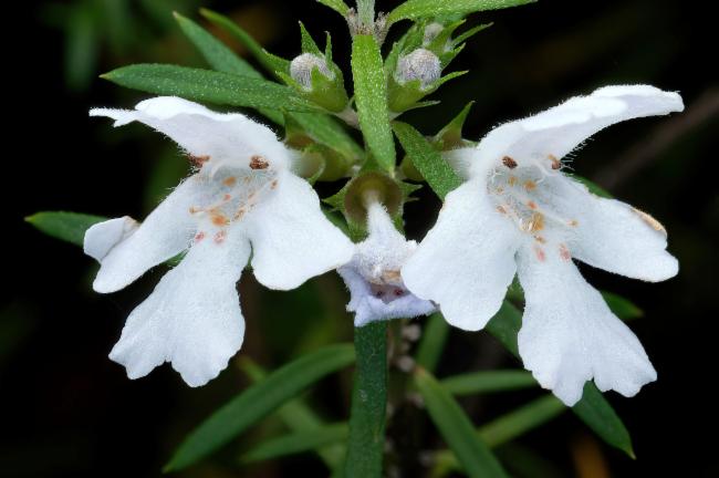 Westringia longifolia (alternate view 2)
