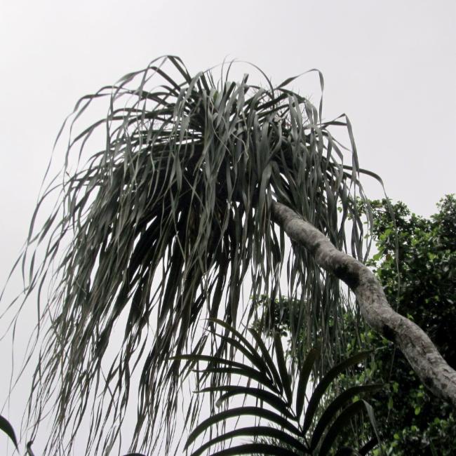 Beaucarnea recurvata (Ponytail Palm) (alternate view 9)