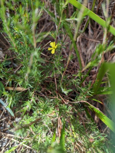 Hibbertia fasciculata (bundled hibbertia) (alternate view 10)