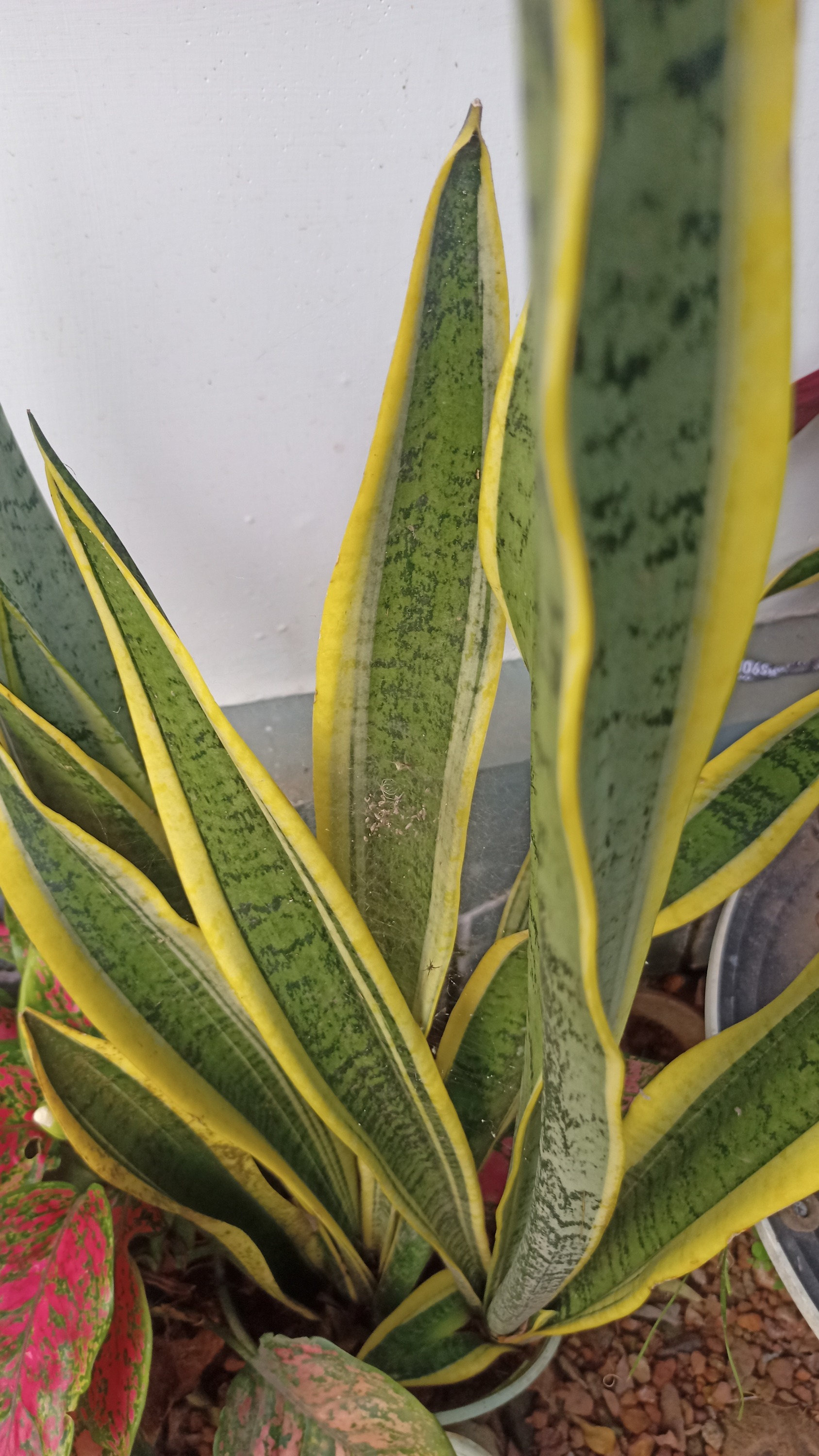 Sansevieria (Mother-in-law's Tongues)