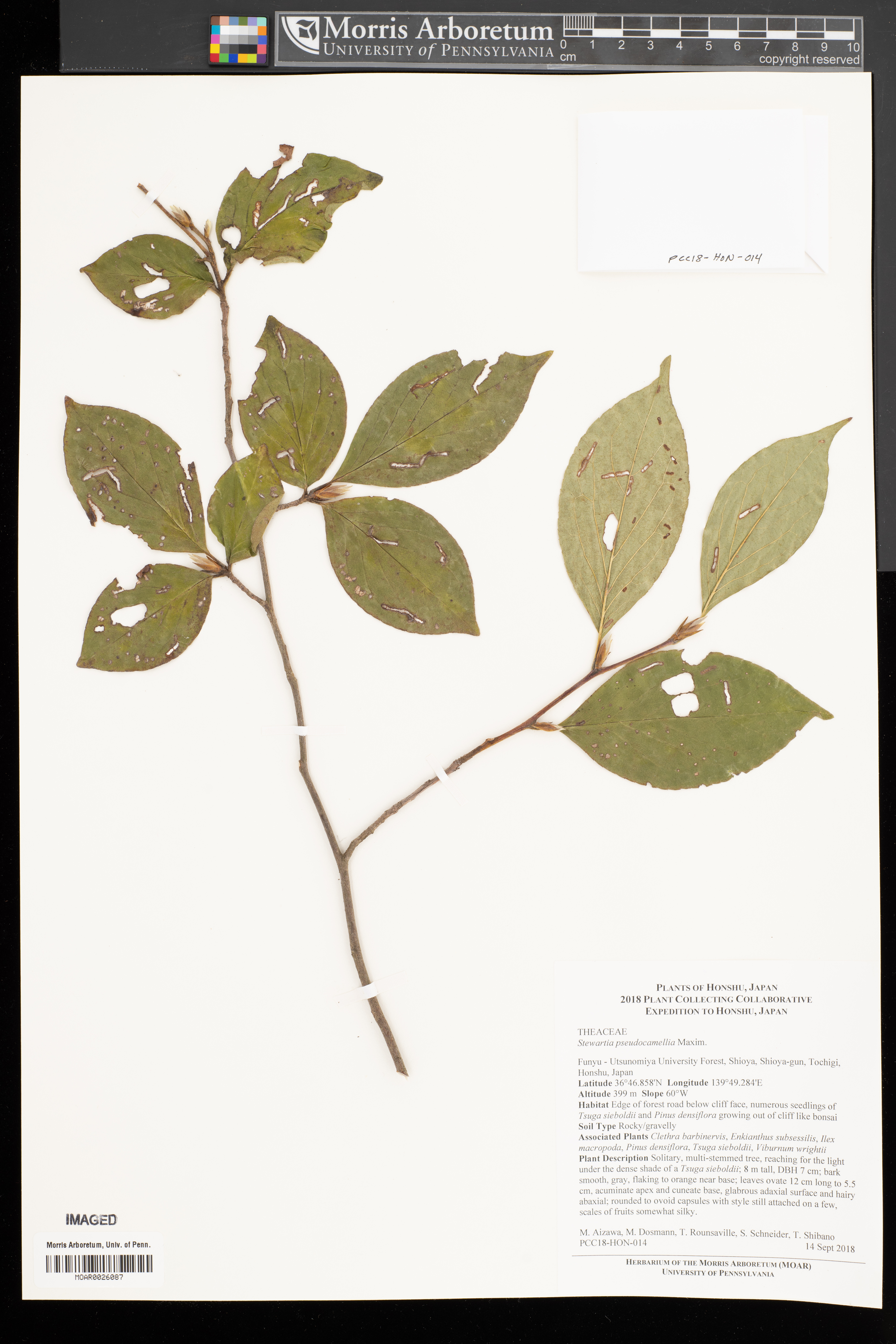 Stewartia pseudocamellia (Japanese stewartia) (alternate view 13)