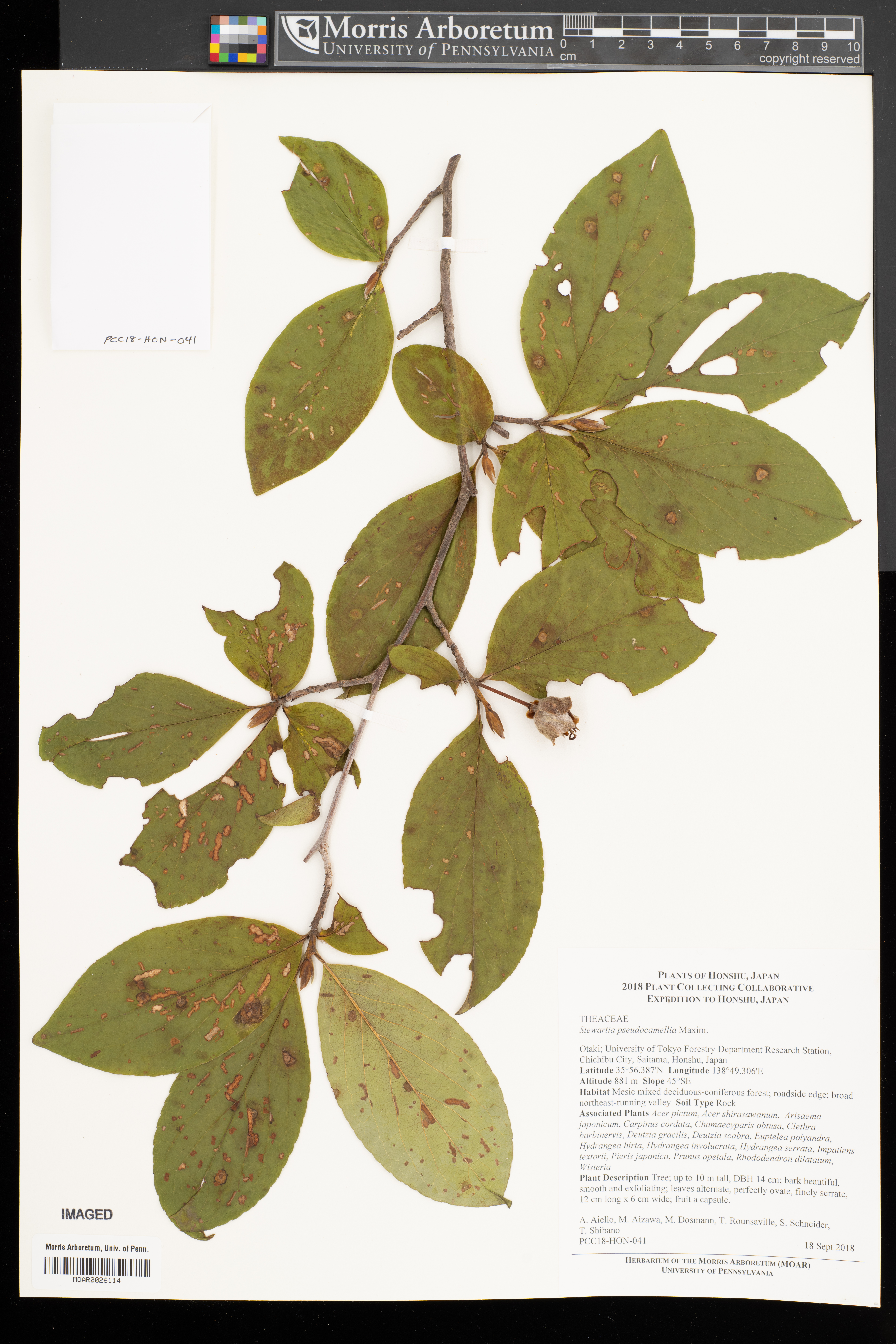 Stewartia pseudocamellia (Japanese stewartia) (alternate view 14)