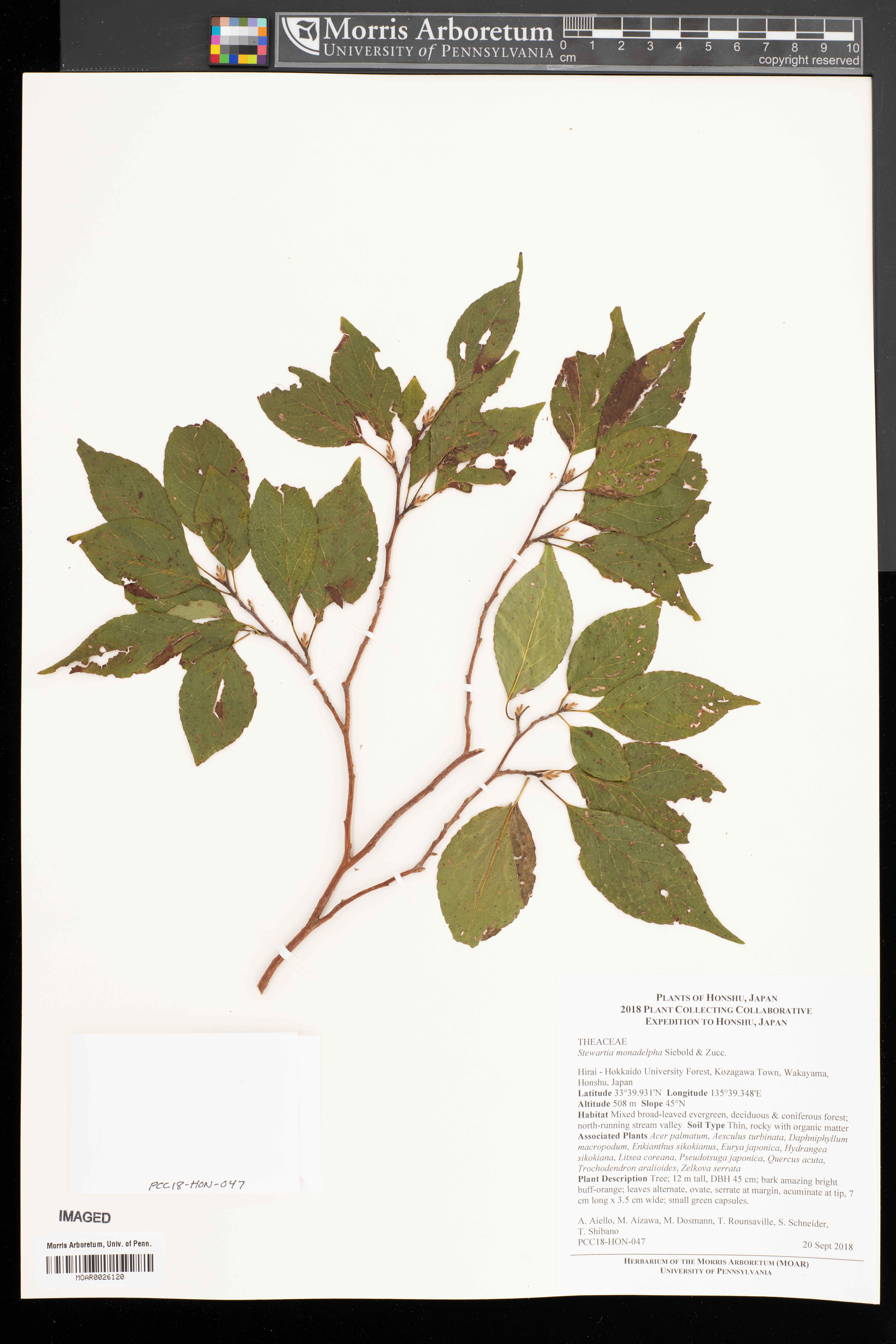 Stewartia monadelpha (tall stewartia) (alternate view 13)
