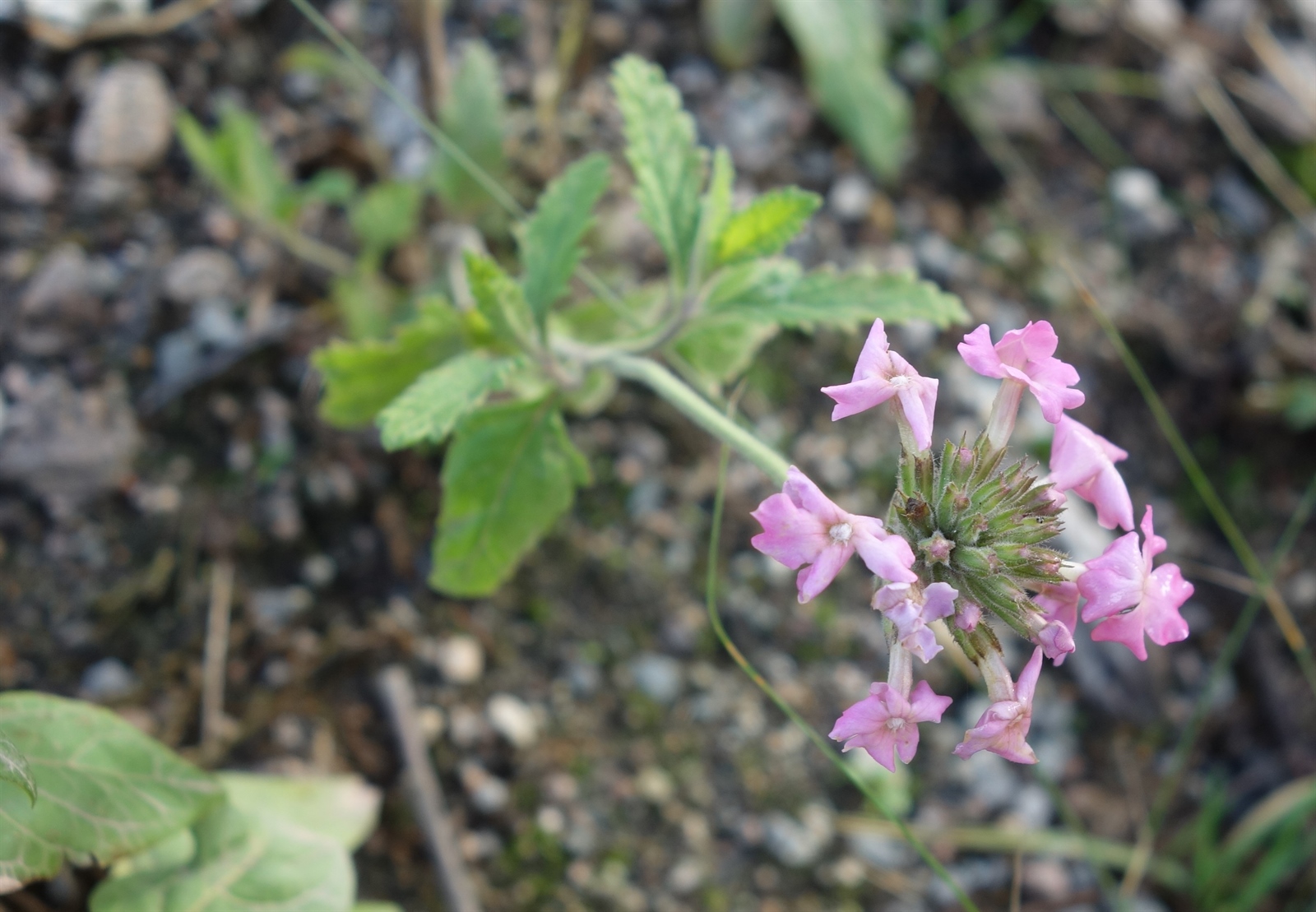 Glandularia × hybrida (garden verbena) (alternate view 2)