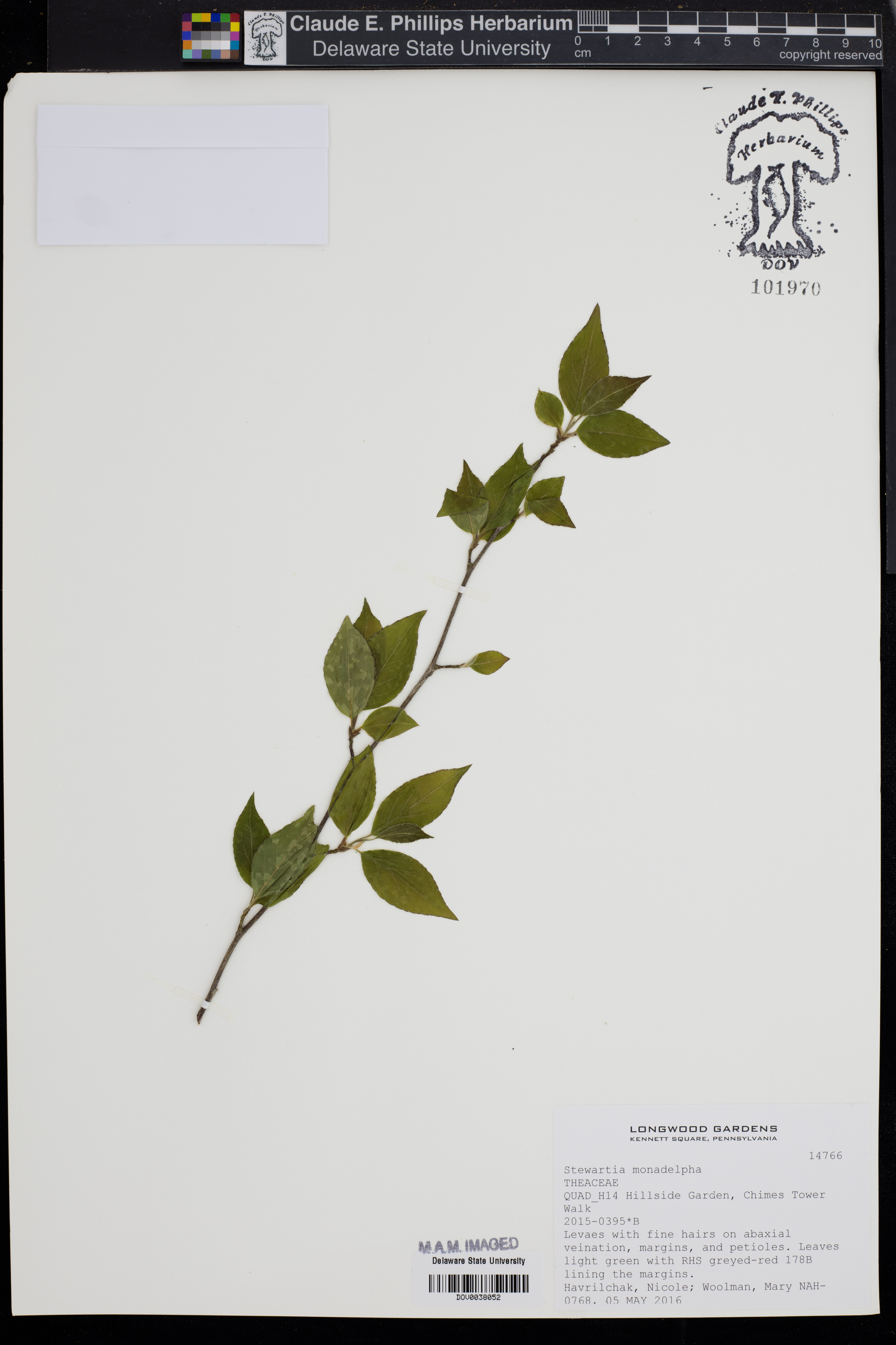 Stewartia monadelpha (tall stewartia) (alternate view 14)