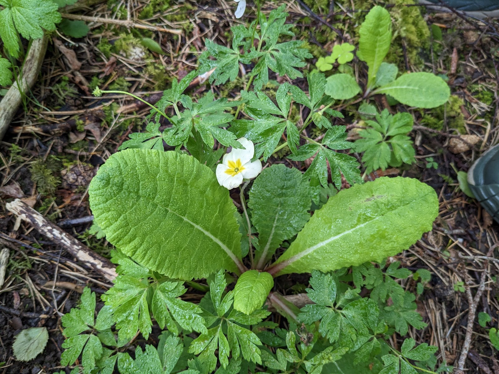 Primula acaulis (stemless primrose) (alternate view 4)