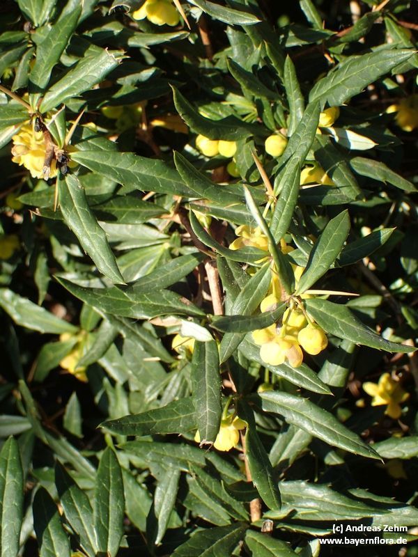Berberis candidula (Paleleaf Barberry)