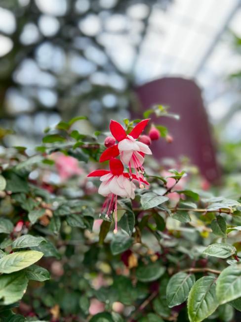 Fuchsia x hybrida (Fuchsia) (alternate view 6)