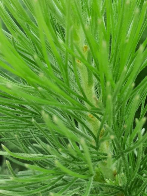 Adenanthos sericeus
