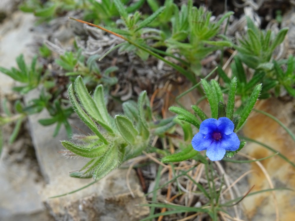 Lithodora diffusa (Lithodora) (alternate view 2)