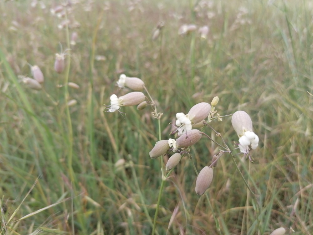 Silene inflata (bladder campion)