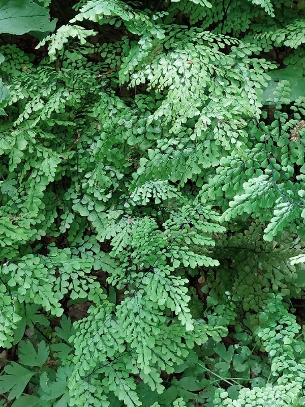 Adiantum venustum (Himalayan maidenhair fern) (alternate view 11)