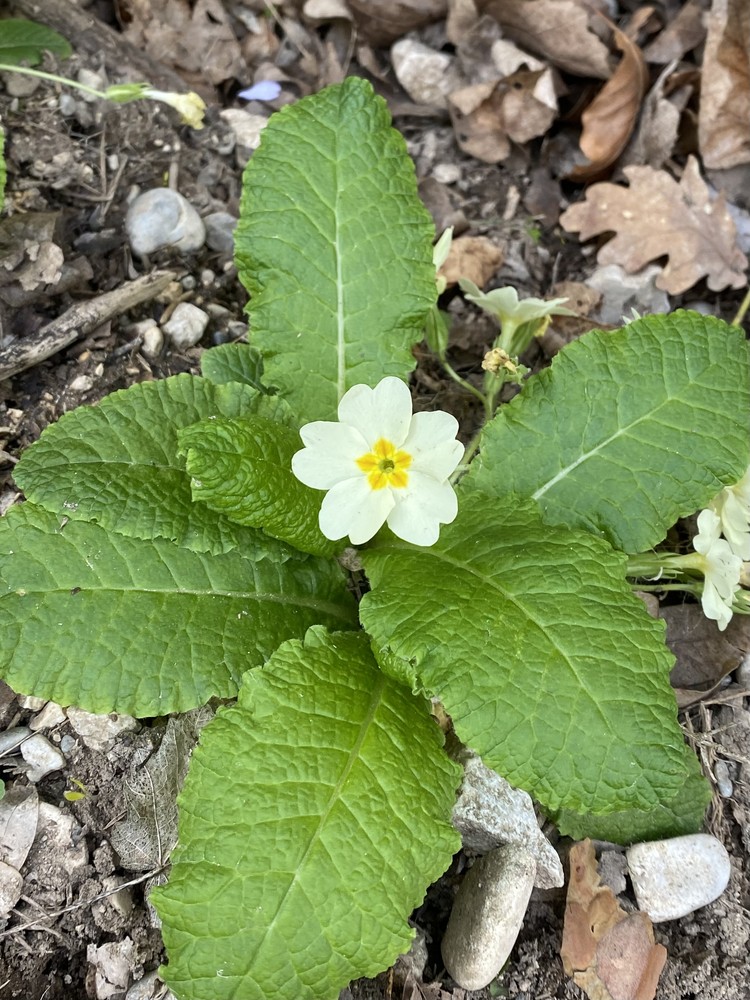 Primula acaulis (stemless primrose)
