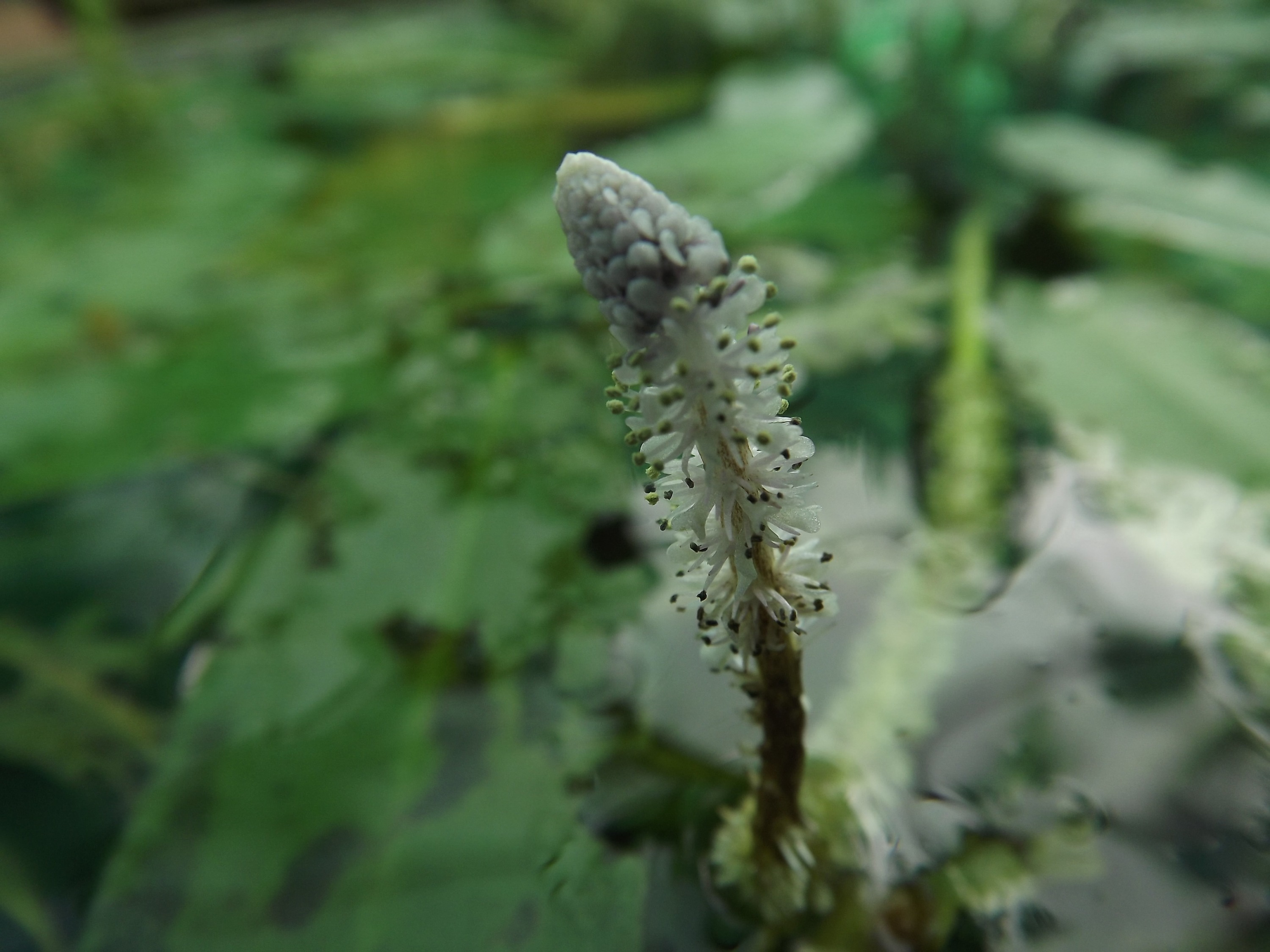 Aponogeton natans (floating water hawthorn) (alternate view 11)