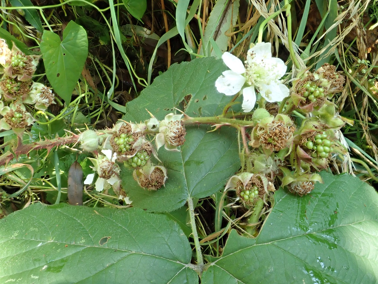 Rubus tuberculatus (Ruderal Corylifolian) (alternate view 7)