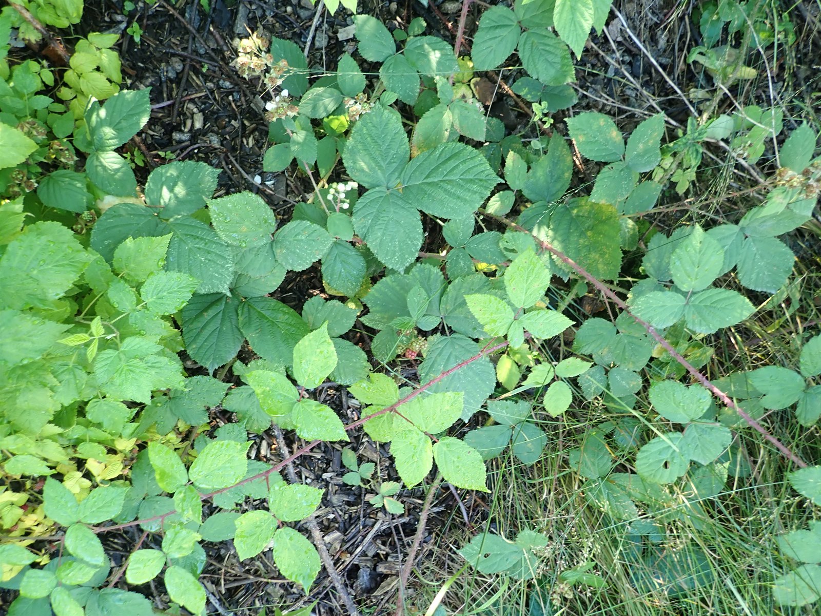 Rubus tuberculatus (Ruderal Corylifolian) (alternate view 6)