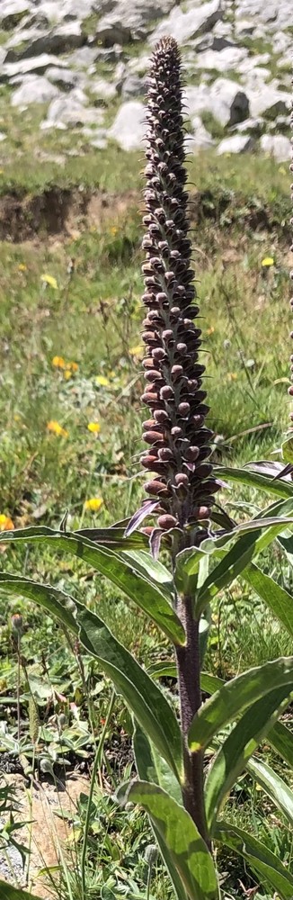 Digitalis parviflora (Small-flowered Foxglove) (alternate view 14)