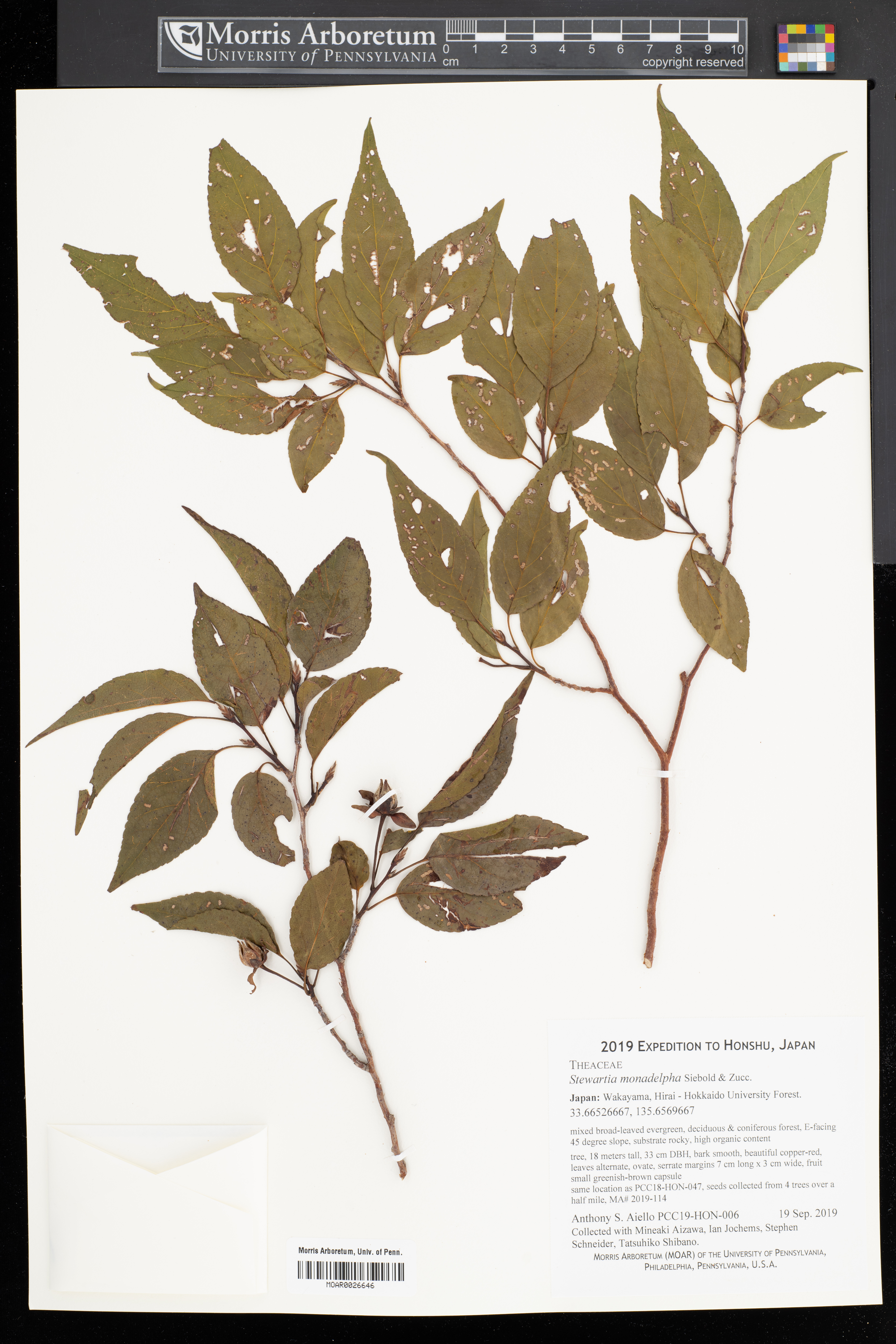 Stewartia monadelpha (tall stewartia) (alternate view 12)