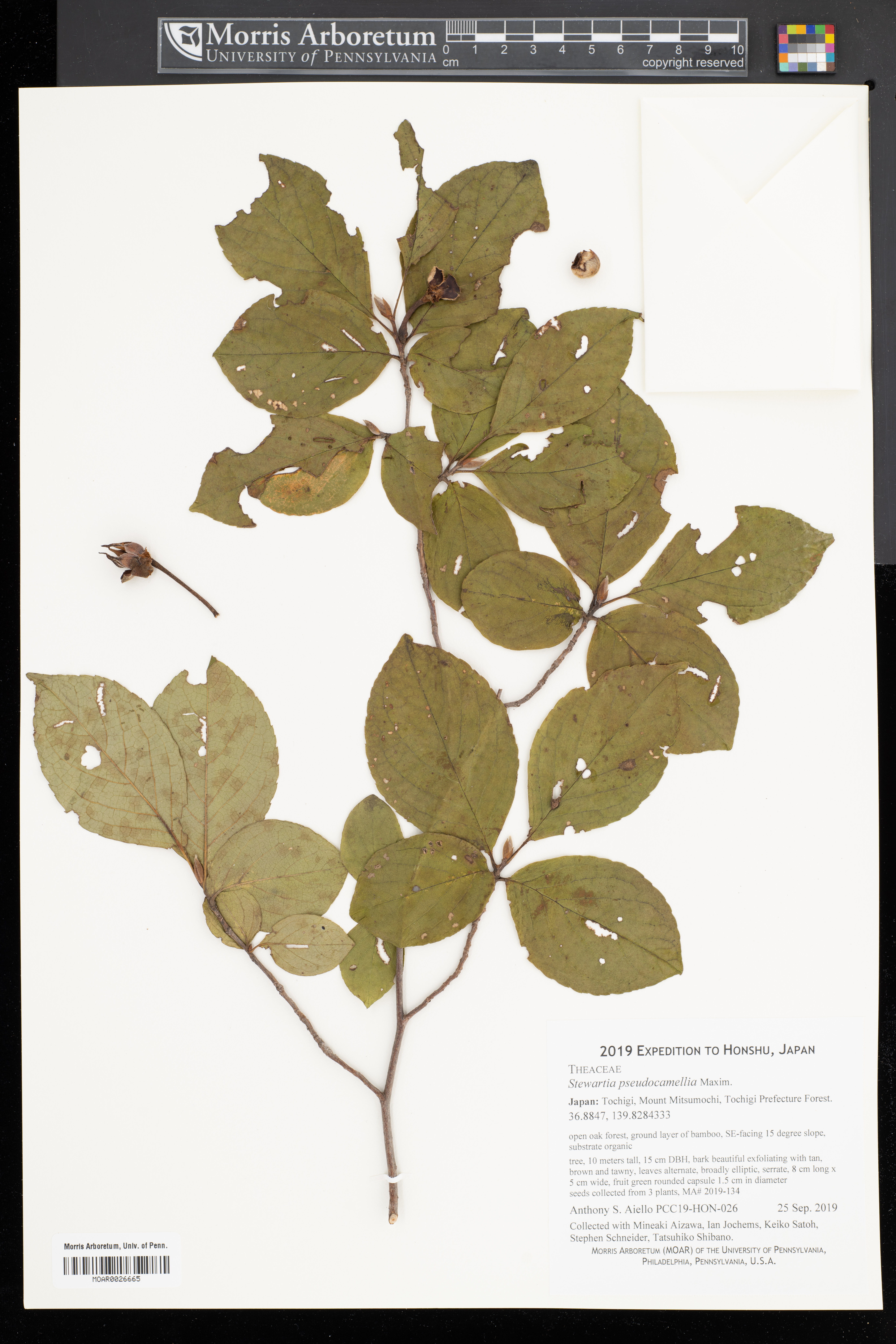 Stewartia pseudocamellia (Japanese stewartia) (alternate view 12)
