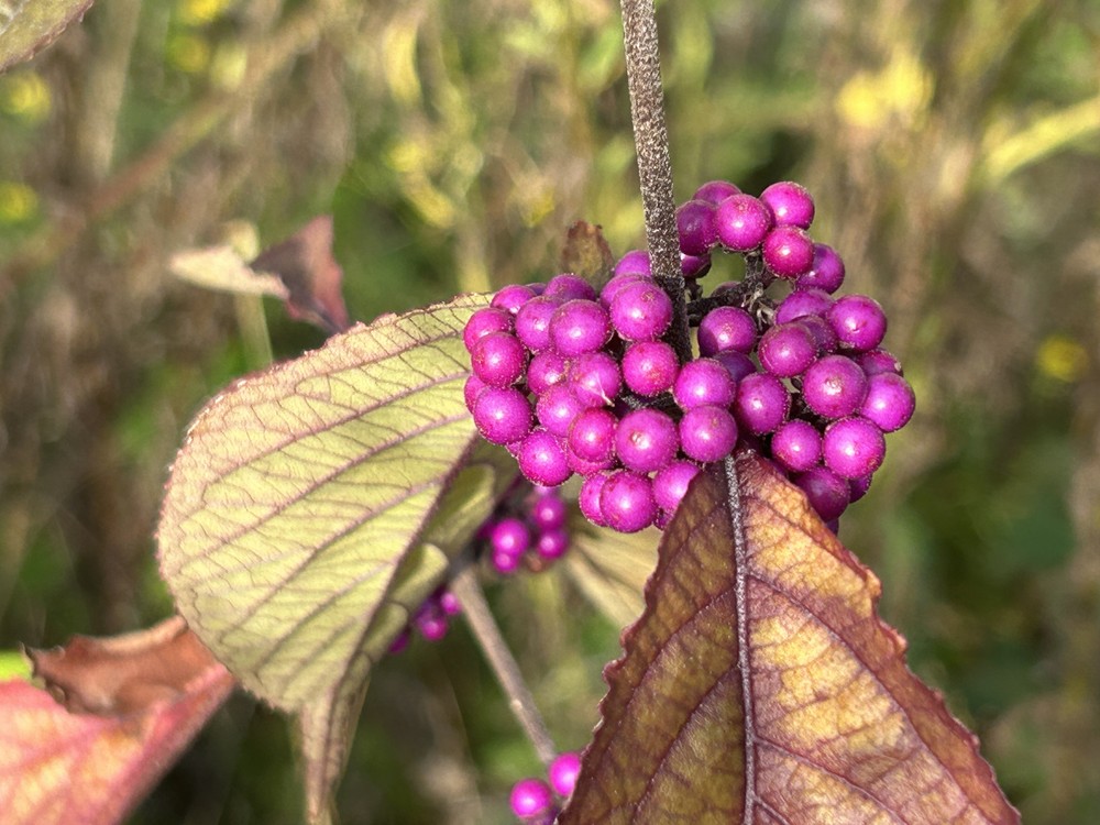 Callicarpa bodinieri (beautyberry) (alternate view 12)