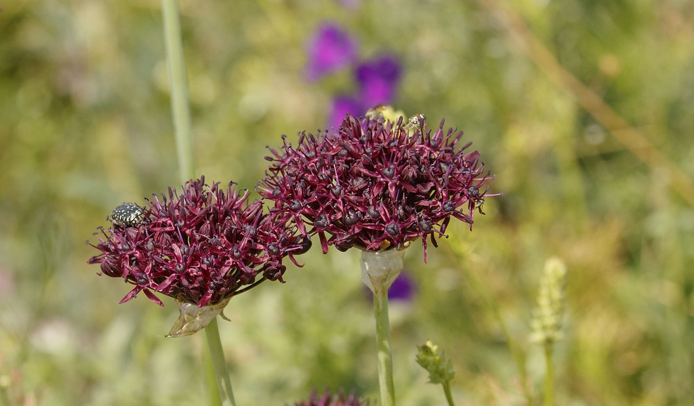 Allium atropurpureum (Dark Purple Allium) (alternate view 11)