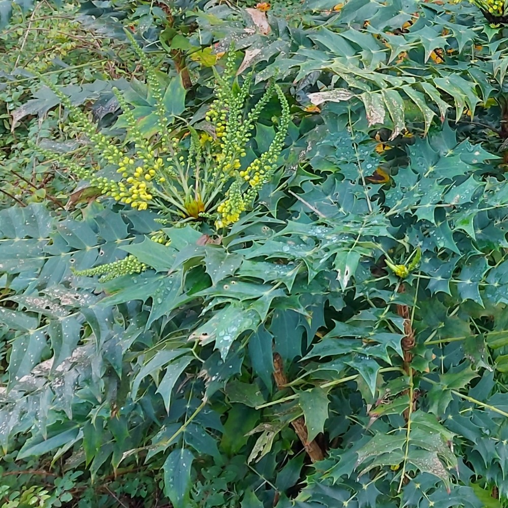 Mahonia japonica, Japanese mahonia — upright evergreen (Berberidaceae) (image 5 of 7)