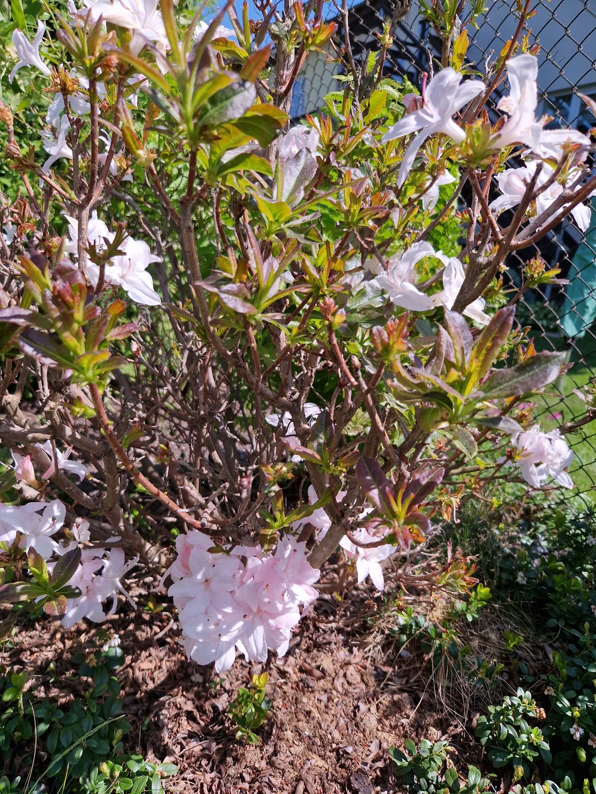 Rhododendron schlippenbachii (royal azalea) (alternate view 11)