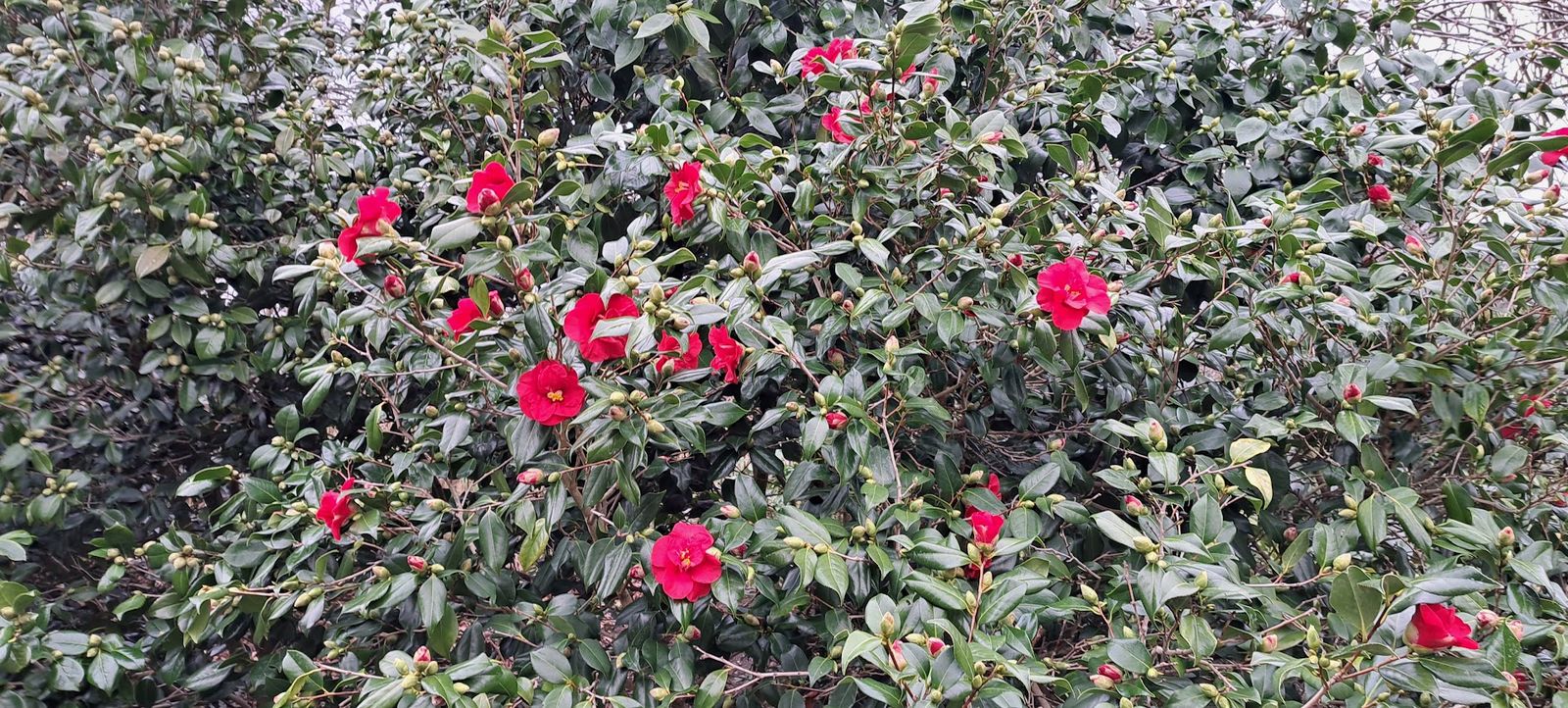 Camellia japonica (Japanese camellia) (alternate view 3)