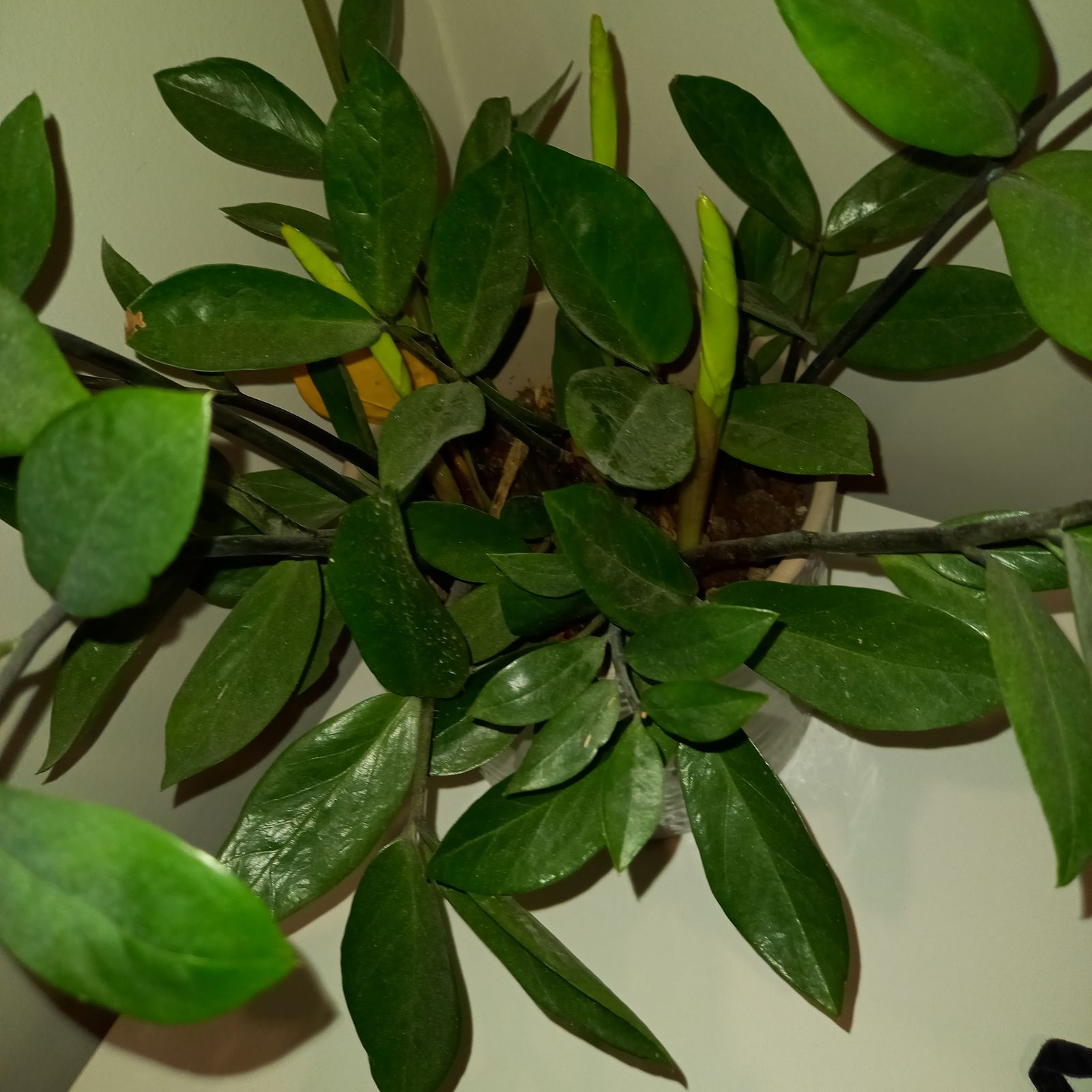 Zamioculcas zamiifolia (variegated) (Variegated ZZ Plant)