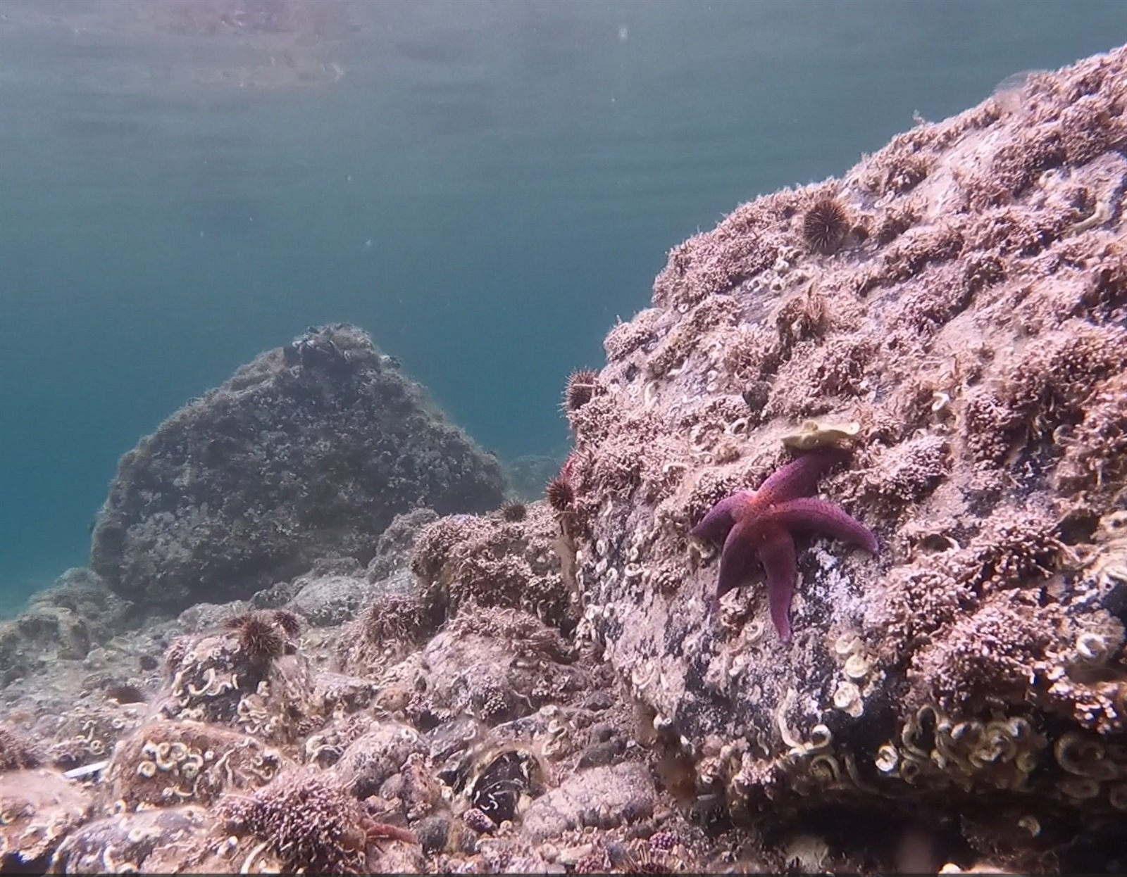 Lithothamnion (Crustose coralline algae) (alternate view 2)