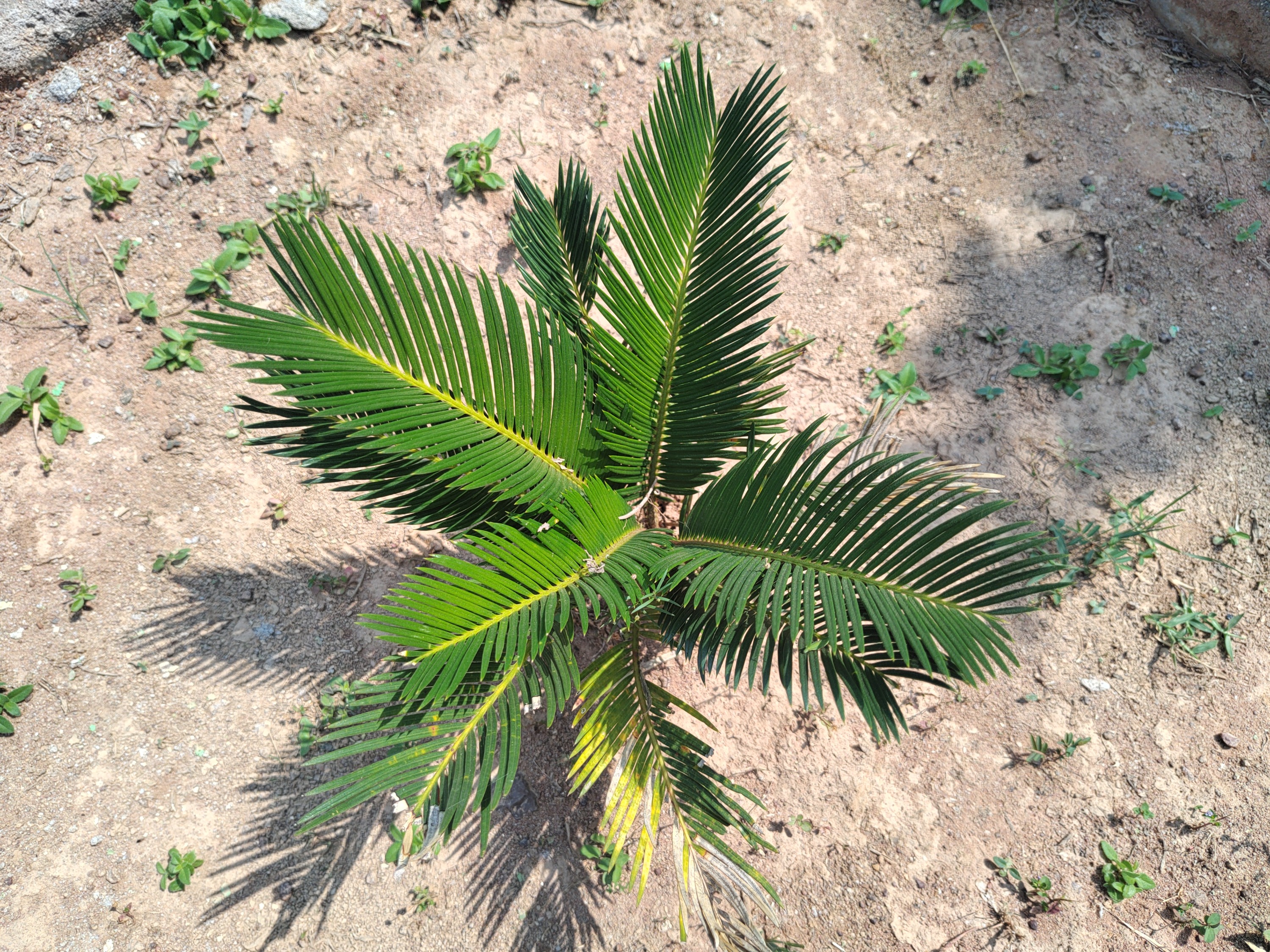 Cycas circinalis (queen sago) (alternate view 11)