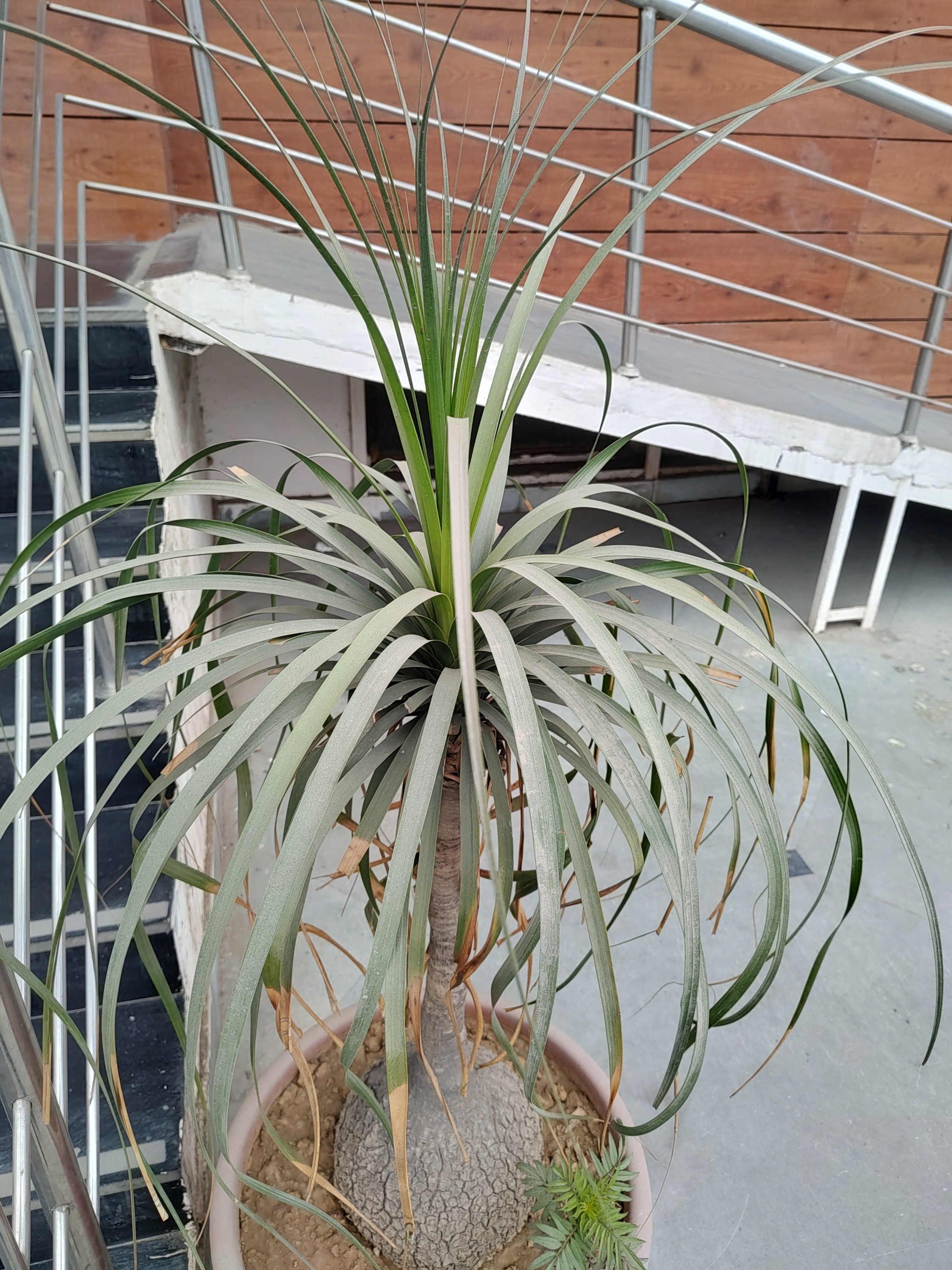 Beaucarnea (alternate view 3)