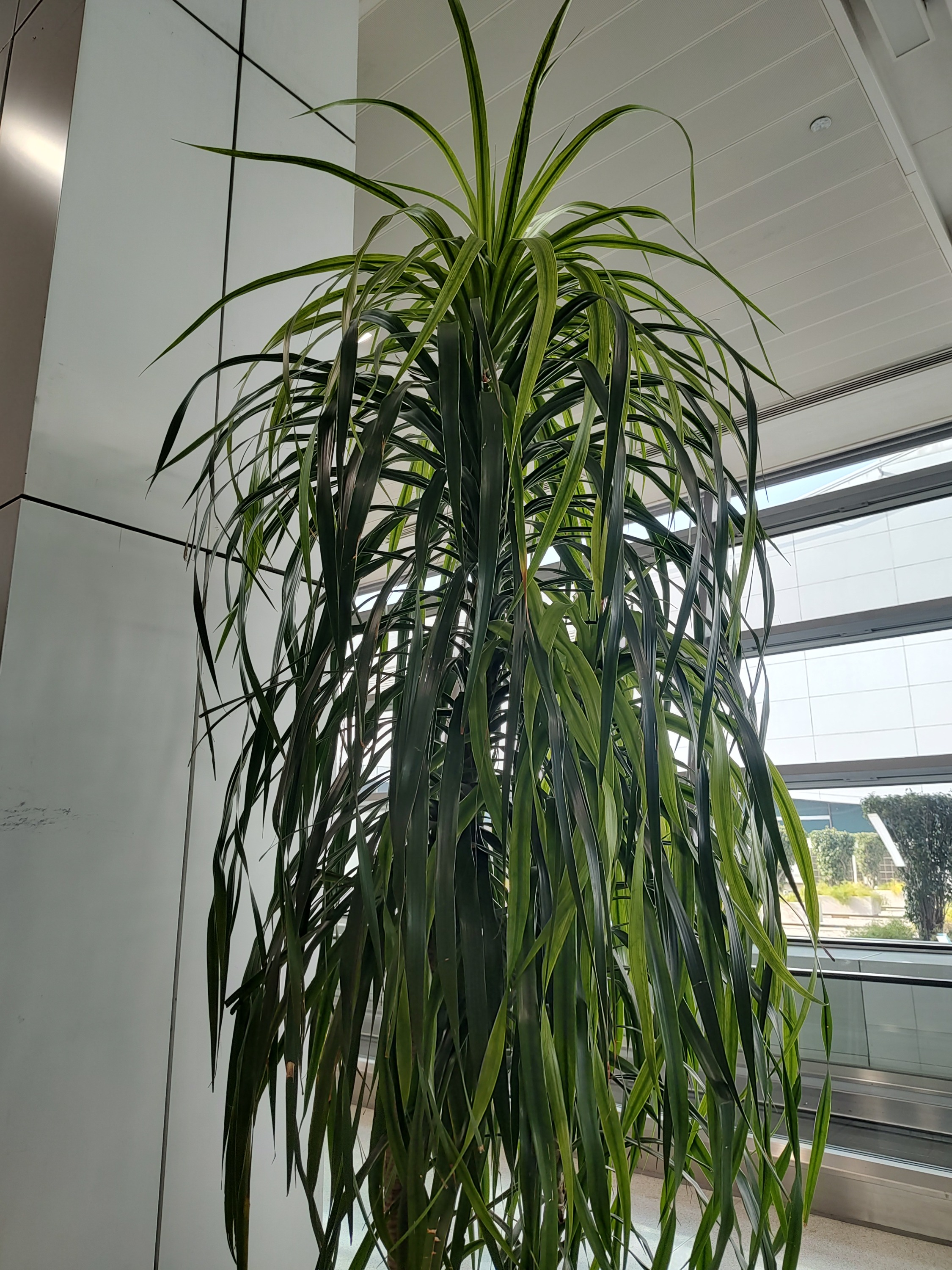 Beaucarnea