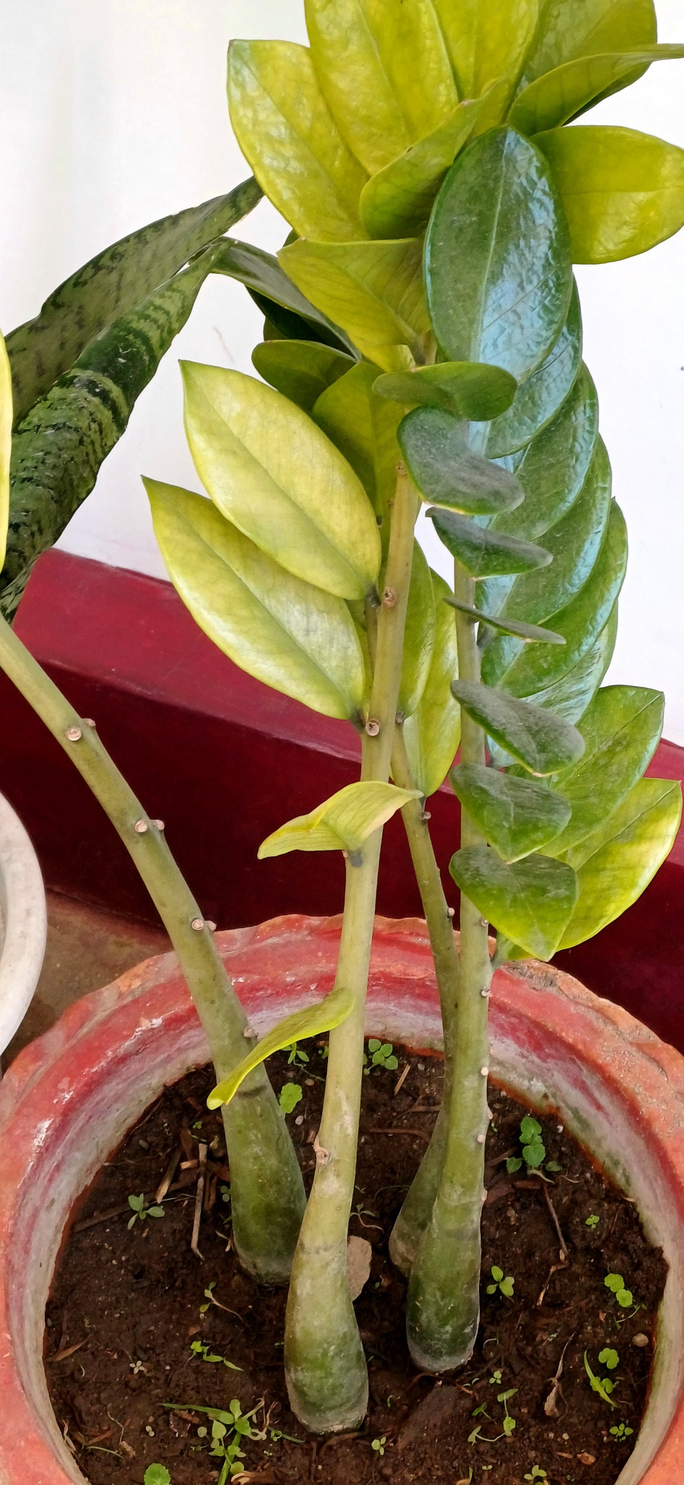 Zamioculcas zamiifolia (variegated) (Variegated ZZ Plant) (alternate view 3)